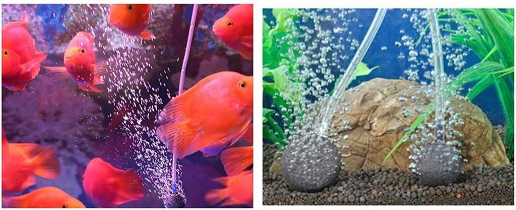 aquarium with fish and aerator