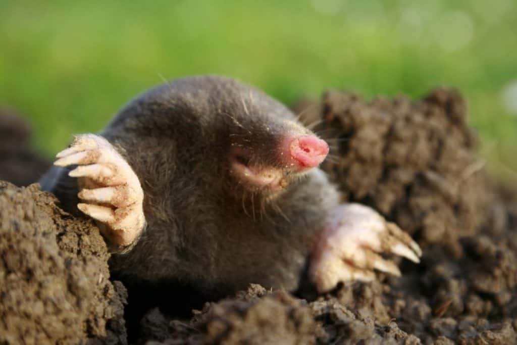 black mole on the ground