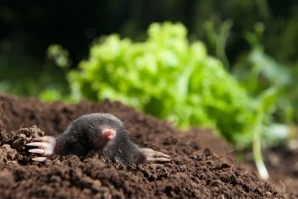 black mole on the ground