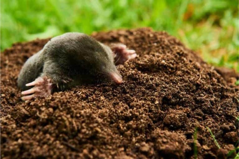 Uncovering the Secrets of Moles: When to Watch for Maximum Activity ...